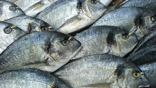 Fish in market