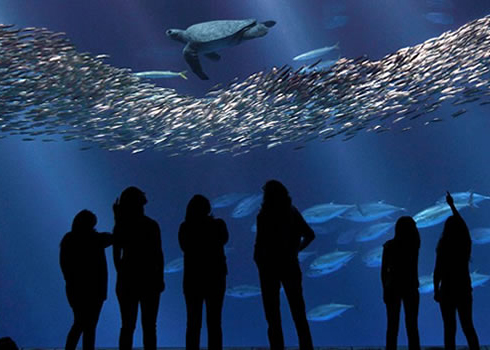 Monterey Bay Aquarium Open Sea Tank