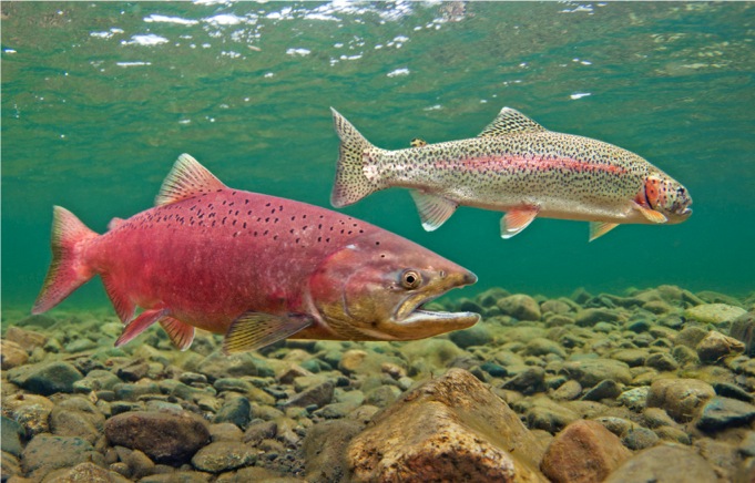 King salmon and Rainbow trout