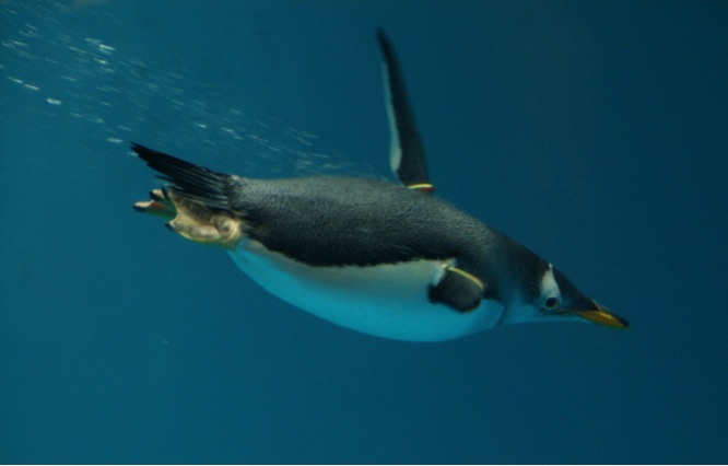 Penguin swimming under water