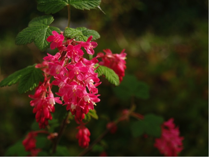 Flowering Red Currant