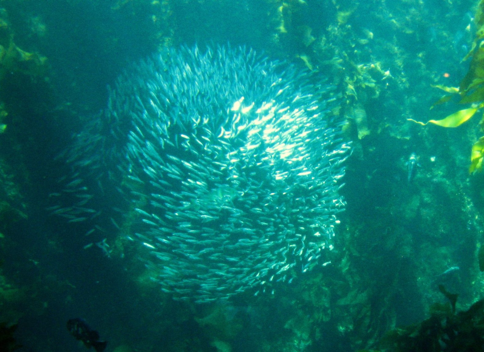 A school of small fish in the Monterey Bay Aquarium.
