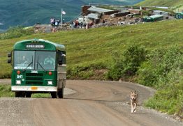 A wolf trots down the road in Denali National Park and Preserve in front of a visitor bus.