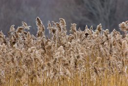 Invasive Phragmites, a plant that's native to England, damage biodiversity, wetlands and beaches in North America.