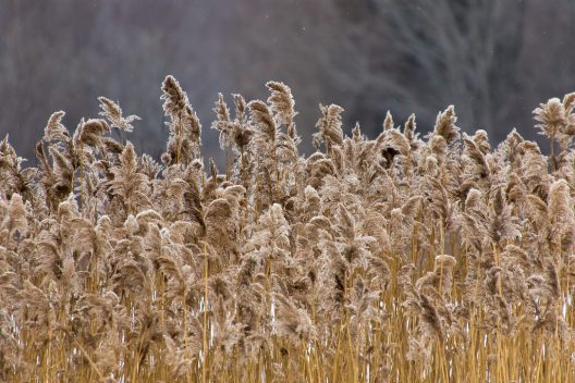 Invasive Phragmites, a plant that's native to England, damage biodiversity, wetlands and beaches in North America.
