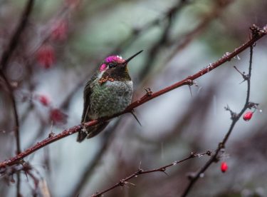 Anna’s hummingbirds have become year-round residents thanks in part to backyard hummingbird feeders.
