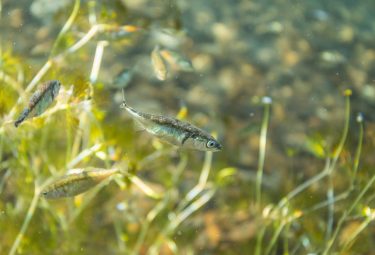 Three-spine stickleback are abundant in Alaska’s freshwater lakes.