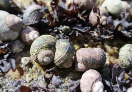The Sitka periwinkle, a native marine snail, is often exposed on rocks at low tide.