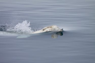A beluga whale surfaces for air.