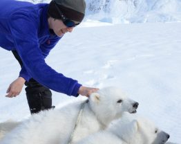 Kristin Laidre is seen with two polar bear cubs.