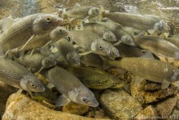 Fish communities are composed of species with diverse responses to environmental change.