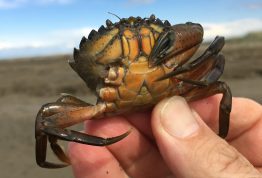 A European green crab found at Dungeness Spit, Sequim, this month.