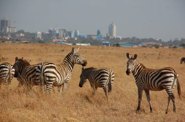 Zebras seen in Nairobi National Park in Kenya.