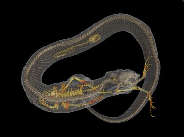 3-D image of a coiled snake with a toad and salamander in its digestive tract. 
