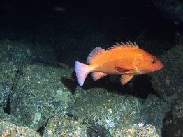 A bright orange fish fish swimming in dark water near the rocky ocean floor.