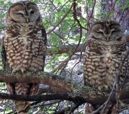 Two spotted owls sitting on a tree branch.