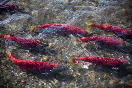 Alaska sockeye salmon migrating.