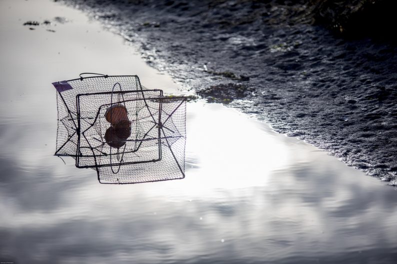 A crab trap