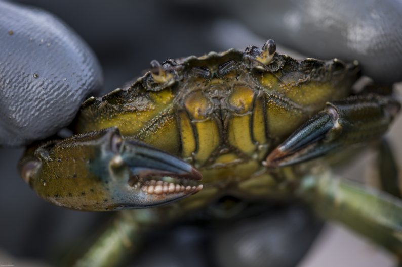 The European green crab’s Latin name, Carcinus maenas, translates as “raving mad crab.”