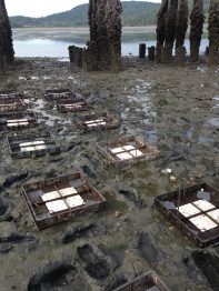 Square shaped oyster beds in the mud abutting a larger, open bod of water.