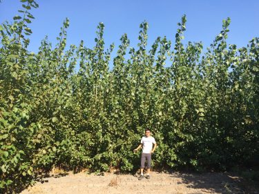 Chang Dou standing in front of poplar tree stand