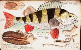 Illustration of a large fish with yellow and black stripes on its back and red fins.
