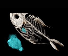 A CT-scanned image of the piranha Catoprion mento. The blue-dyed segments inside the skeleton are fish scales eaten by the piranha (also shown enlarged next to the fish).