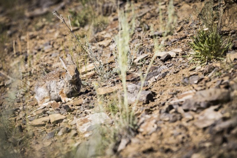 Mountain cottontail rabbit