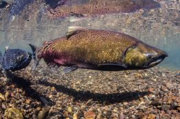 Chinook salmon, shorter in length than in earlier years, swim in Oregon’s McKenzie River.