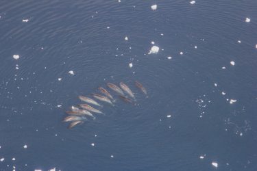 A pod of narwhals in Melville Bay, Greenland.