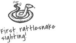 Sketch of a rattlesnake
