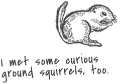 Sketch of a ground squirrel