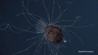 A female anglerfish known as the Fanfin Seadevil is seen alive in this video screengrab taken at about 800 meters (2,660 feet) deep in the North Atlantic Ocean.