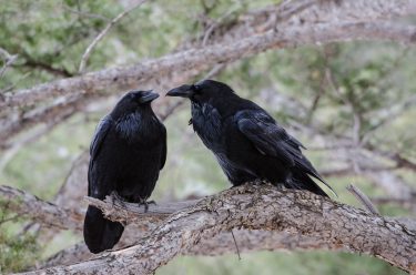 Two ravens sitting on a tree branch.