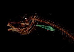 A CT scan of the Mariana snailfish, showing a side view. The green shape, a small crustacean, is seen in the snailfish’s stomach.