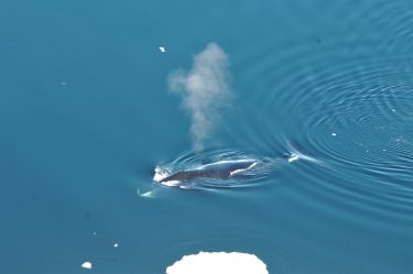 A bowhead whale surfaces in Fram Strait, to the northwest of Norway.