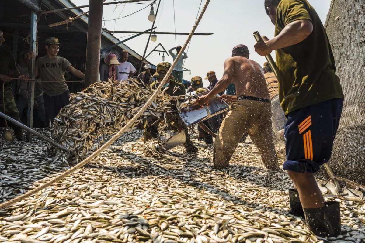 A huge net of small fish is unloaded onto a dock. Men up to their calves help shovel it to the side