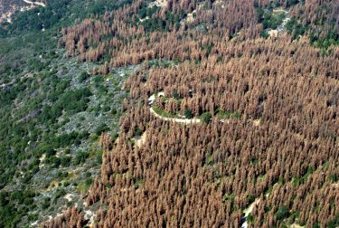 This August 2016 aerial photo of the Sierra Nevada Mountains in central California shows widespread tree loss. The new study shows changes here can affect plant growth across the country.