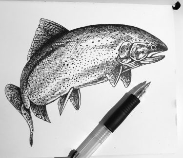 Spencer Showalter recently chose to draw a rainbow trout, Washington's state fish, for #SundayFishSketch. 