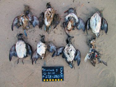 Cassin’s auklets found on Moolack Beach, Oregon, in 2014. The birds are arranged for photo documentation, and the chalkboard lists the location and time these birds were found.