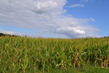 Corn field under a blue sky.