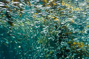 A school of forage fish.