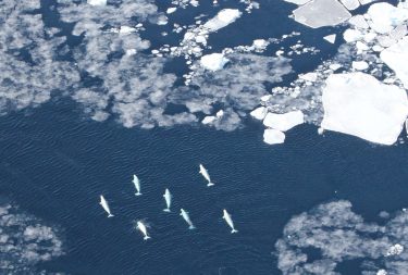 Beluga whales in the pack ice in West Greenland. Ships using the Northwest Passage would travel through Baffin Bay off Greenland’s west coast.