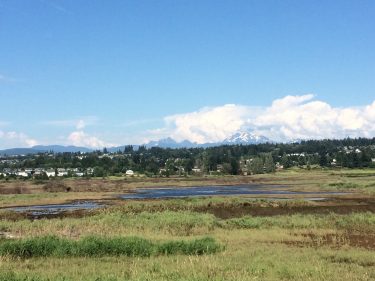 The Qwuloolt project, north of Everett, sought to restore the mouth of the Snohomish River — key salmon habitat — by breaching dikes that had for years allowed the area to be used as farmland. The marsh is seen here in 2016.
