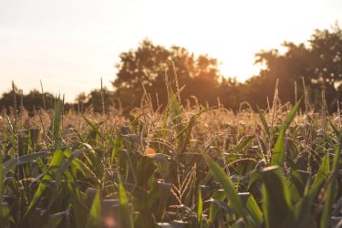 field of corn with setting sun in background