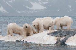 Four male polar bears standing on a floating whale carcass shortly after it drifted to shore on the island of Svalbard.