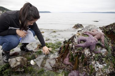A marine biology student surveys the diversity of invertebrates and algae in an intertidal zone.