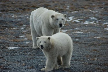 An adult female and cub in fall 2017 on Wrangel Island, where hundred of Chukchi Sea polar bears spend the summer months.