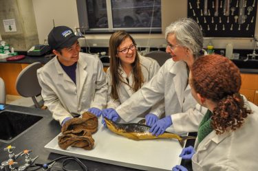 Undergraduate students examine a juvenile shortfin mako shark and wolf eel, both part of the Burke Museum’s Ichthyology Collection.