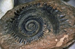a spiral-shaped fossil from the Helicoprion, a shark that lived in the Permian.